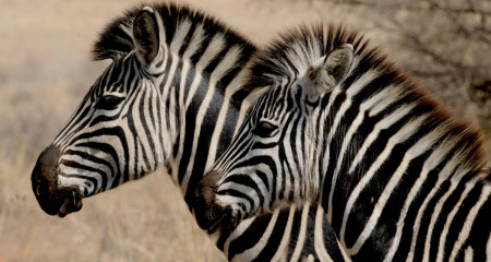 Badoca Park: Safari, Excitement and Connection with Nature