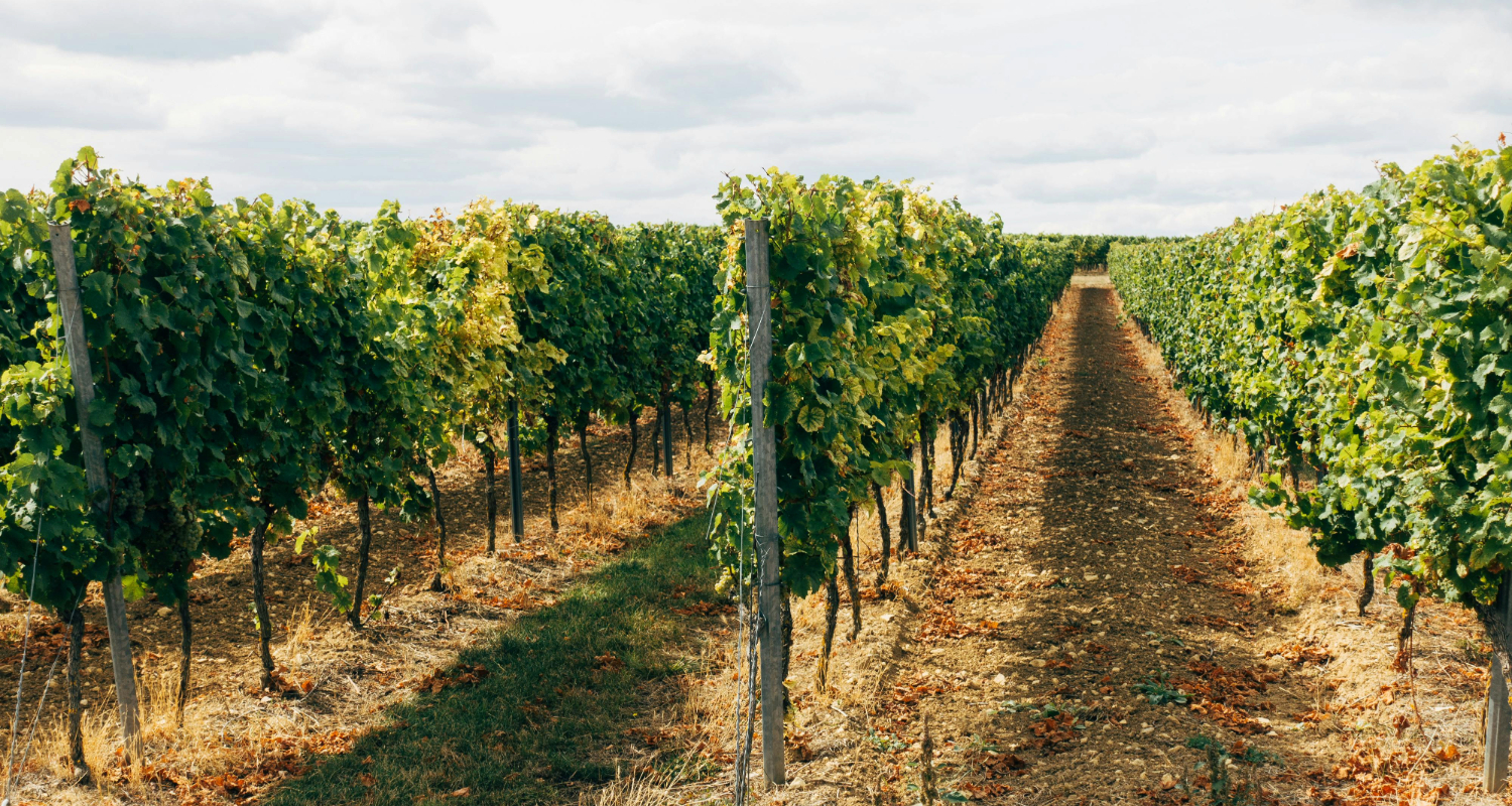 Vignobles de Muscat de Setúbal : Tradition, Saveurs et Paysages Inoubliables