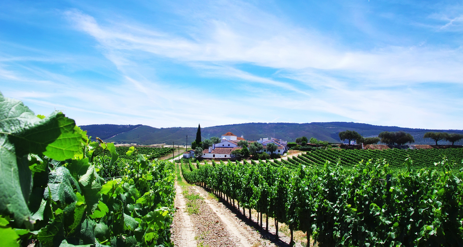 Cantine del Baixo Alentejo: Tradizione, Paesaggio e Vino Eccellente